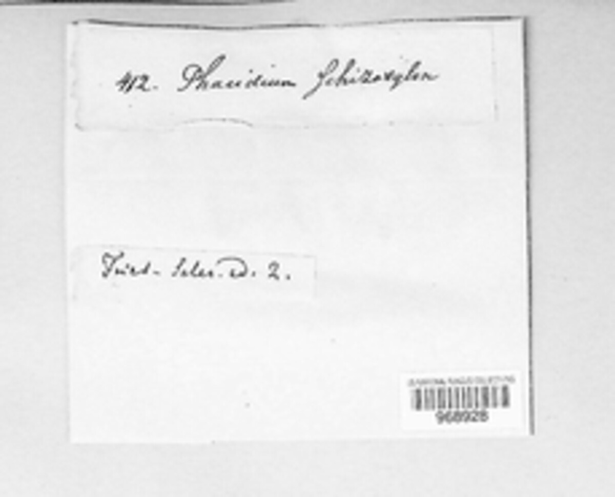 Mellitiosporium schizoxylon image